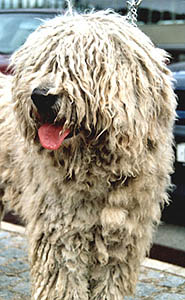 komondor.jpg